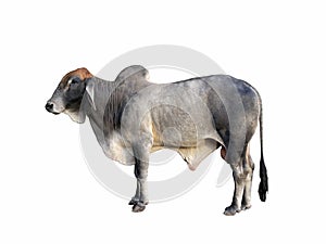 Large male cow on white background with clipping.