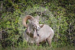 Large male curved horn ram standing by the trees