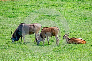 Large male eland antelopes