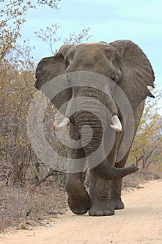 Large Male Elephant