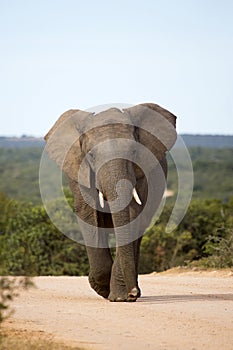 Large male elephant on bush road