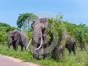 Large Male Elephant with large tusks on side of road.