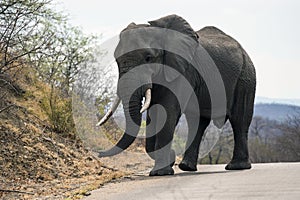 Large male elephant Loxodonta africana with ivory tusks in tack,