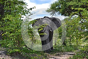 A large male elephant in the Moremi Game Reserve, looking directly at the camera, Botswana