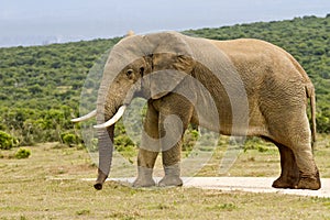 Large male elephant in Must standing in the raod