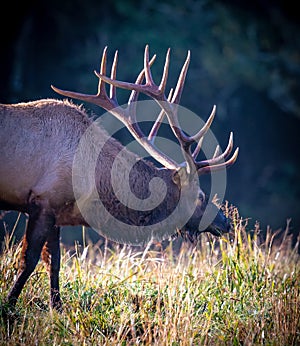 Large male elk with antlers glowing in sunlight at Cataloochee Park