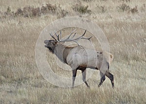 Large male elk bugling, Rocky Mountain National Park