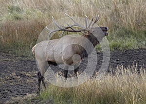 Large male elk bugling, Rocky Mountain National Park