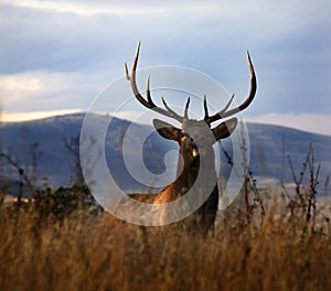 Large Male Elk Large Rack Horns Montana