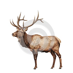 A Large Male Elk with Massive Antlers