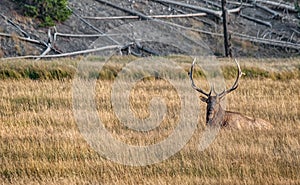 Large Male Elk rests in the Long Grasses of Yellowstone National Park