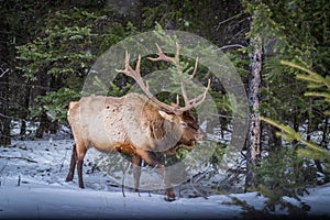 Large male Elk in the winter