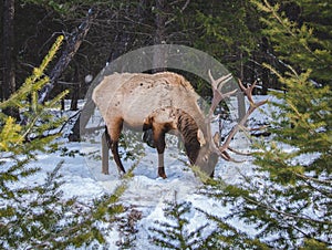 Large male Elk in the winter