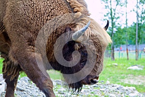 Large male European bison close-up portrait in zoo. furry brown bison is herbivore in summer field outdoors