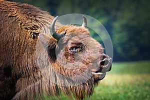 Large male european bison portrait