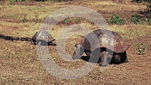 A large male giant tortoise pursues a female on isla santa cruz in the galapagos