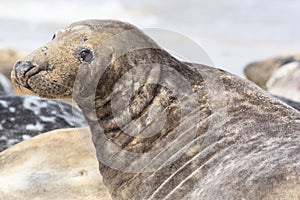 Large male gray seal marine mammal from the Horsey colony UK