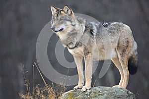 Large male grey wolf in profile looking for prey