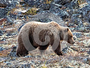Large Male Grizzly Bear in the mountain above the Savage River in Denali National Park in Alaska USA