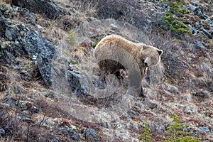 Large Male Grizzly Bear in the mountain above the Savage River in Denali National Park in Alaska USA