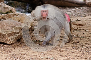 Large male hamadryas baboon walking in zoo photo