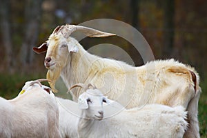 Large male Kiko goat towers over his does