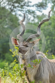 A large male Kudu antelope with big horns in Kruger national park South Africa