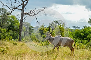 A large male Kudu antelope with big horns in Kruger national park South Africa