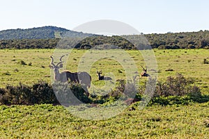 A large male kudu standing watch.