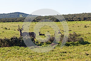 A large male kudu standing watch.