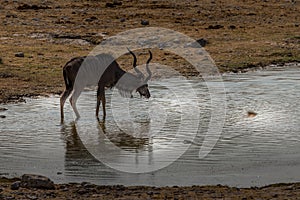 Large male kudu waterhole in Etosha National Park in Namibia