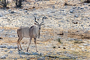 Large male kudu waterhole in Etosha National Park in Namibia