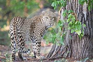 Large male leopard busy marking his territory on tree