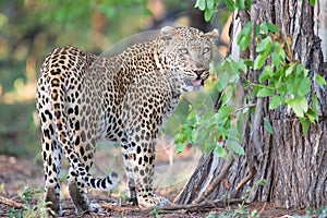 Large male leopard busy marking his territory on tree