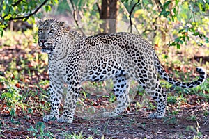 Large male leopard busy marking his territory on tree