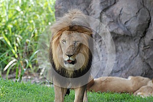 Large Male Lion with Black Fur in His Mane