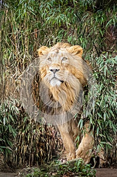 A large male lion coming out of the jungle
