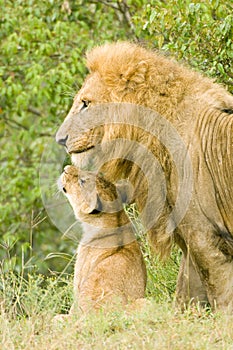 Large male lion with cub