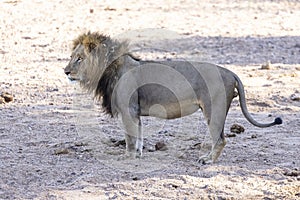 Large male lion in dry river bed