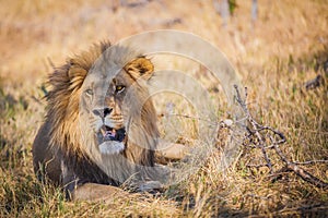 Large male lion lying in grass in Botswana