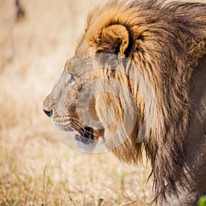 Large male lion on prowl in Africa grasslands