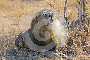 Large male lion roar in the early morning with steam on his mouth