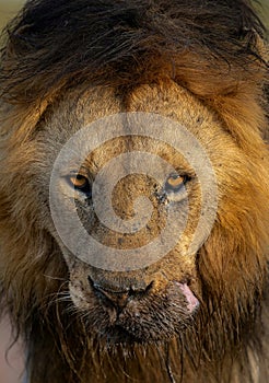 Large male lion stands with his head tilted up, ears perked, scenting the air.