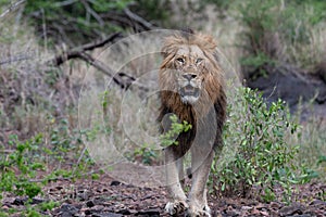 Large male Lion walking to the camera