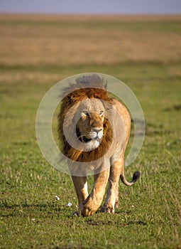 A large male lion walks in the windswept plains of Kenya