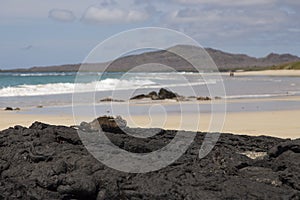 Large male marine iguana seen crawling unto lava rocks with beautiful sand beach and mountain in the background photo