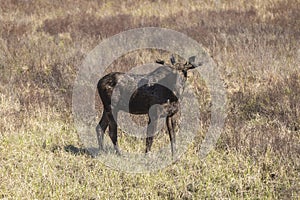 Large male moose feeding and drinking