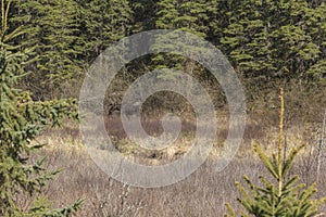 Large male moose feeding and drinking