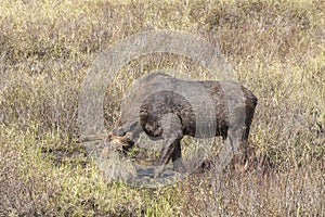 Large male moose feeding and drinking