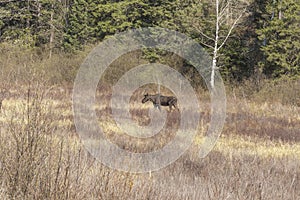 Large male moose feeding and drinking